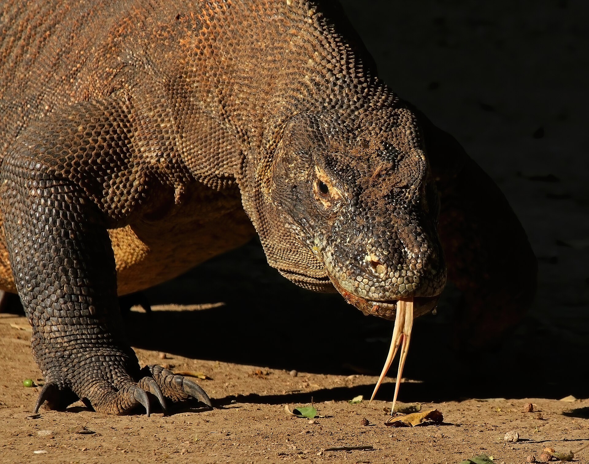 Komodo National Park